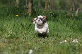 SHIH TZU 324